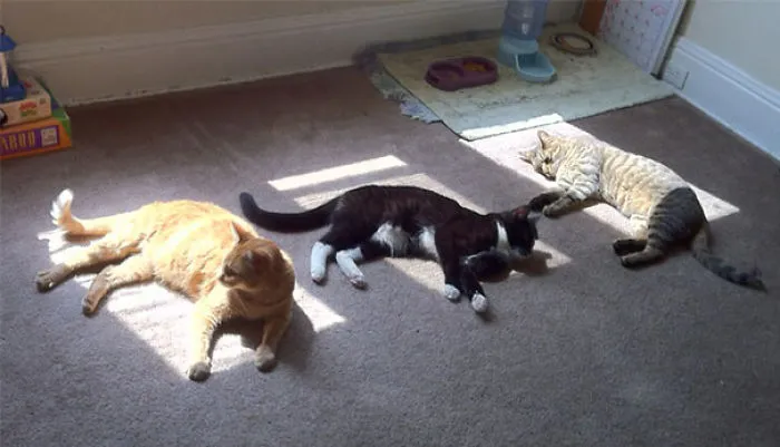Sun Therapy