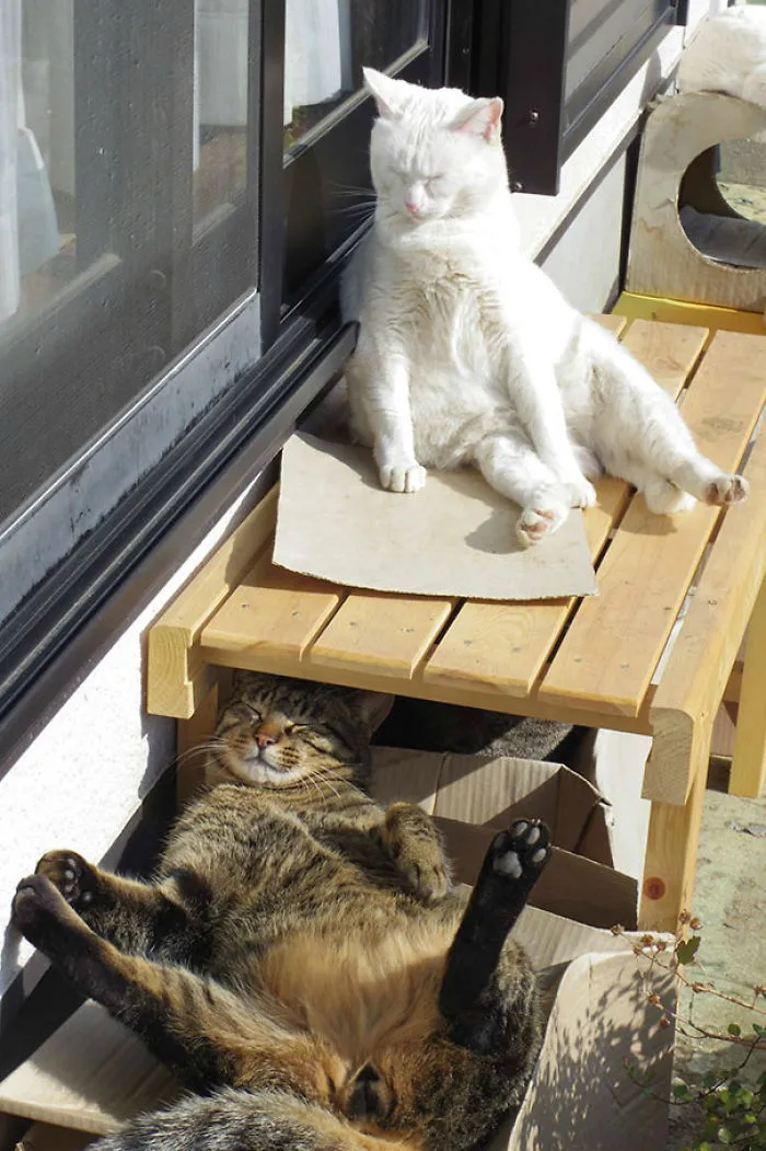 Chilling In The Sun