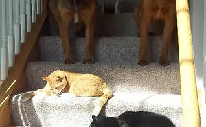 188 Cats Who Love Sun More Than Anything