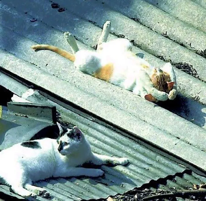 Catching Those Rays