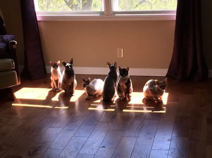 My Sun Worshippers