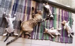 188 Cats Who Love Sun More Than Anything