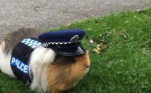 Here Comes Constable Elliot From New Zealand Police Department With A Cuddly Face And A Heavy Agenda!