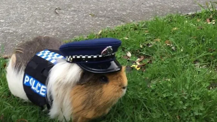 Here Comes Constable Elliot From New Zealand Police Department With A Cuddly Face And A Heavy Agenda!