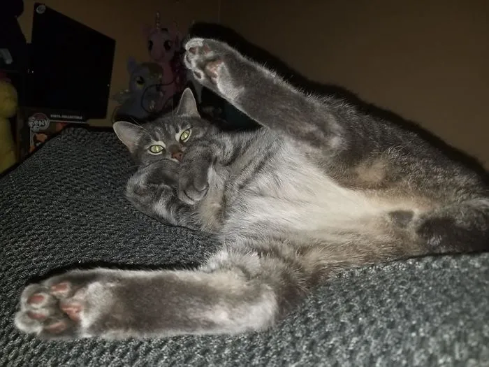 Classy Cat