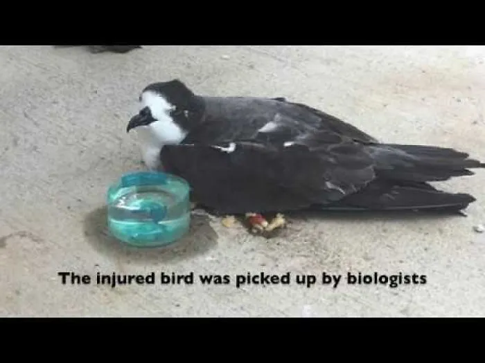 Dentist Provides Solution To Broken Beak