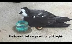 Dentist Provides Solution To Broken Beak