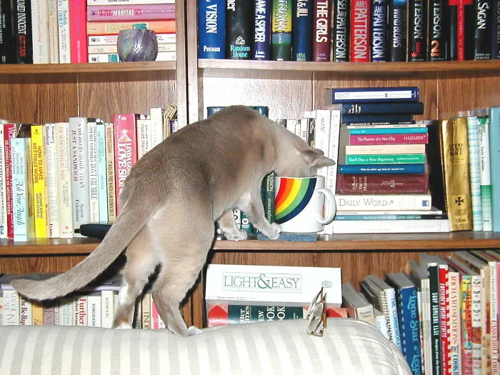 When I Brought 12 Week Old Tasha Home To Live With Us, She Lived Up To Being The "curious Kitty".  (2002)