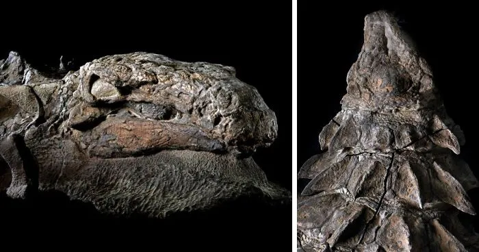110 Million-Year-Old Dinosaur 'Mummy" Has Been Just Discovered By Mine Workers In Canada