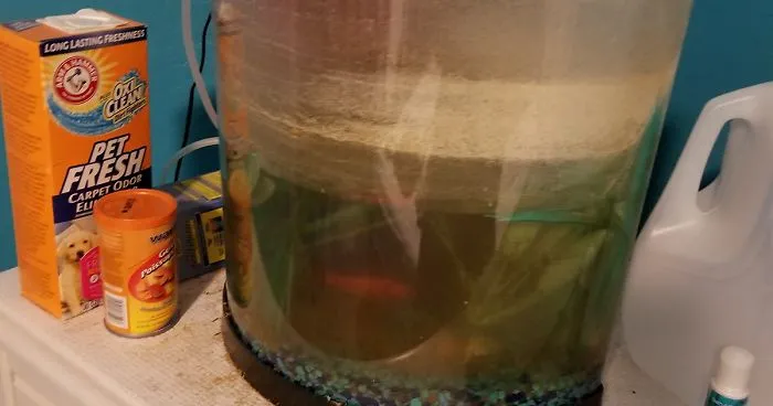 Owner Hasn't Cleaned This Goldfish's Aquarium For 1,5 Years, So This Hero Decided To Do Something About It