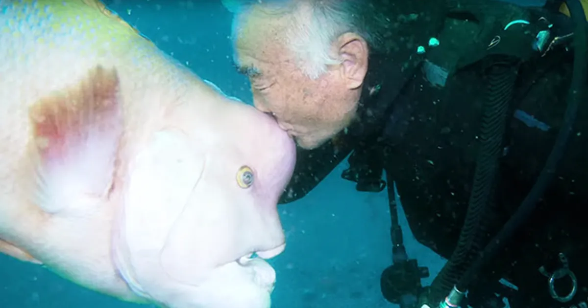 Este buceador japonés lleva 25 años visitando a su amigo pez