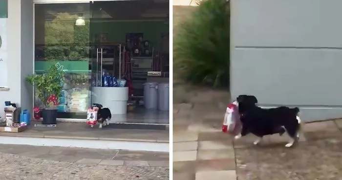 Every Day This Dog Goes Shopping All By Himself, Returns With Bags Full Of Food