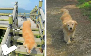Dog Follows Street View Photographer, Photobombs Each And Every Photo