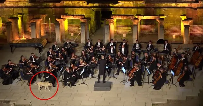 Dog Interrupts Orchestra Performance In Cutest Way Ever, Gets Rounds Of Applause