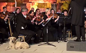 Dog Interrupts Orchestra Performance In Cutest Way Ever, Gets Rounds Of Applause
