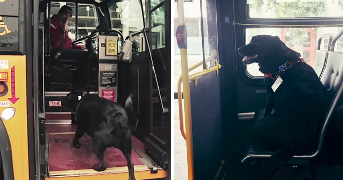Este perro viaja él solo en autobús cada día para ir al parque