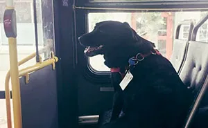 Every Day This Dog Rides The Bus All By Herself To Go To The Park