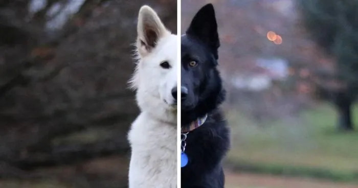 These Dog "Wedding" Photos Will Make Your Day