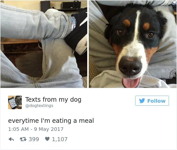 60 Funny Dog Tweets That Are Too Relatable