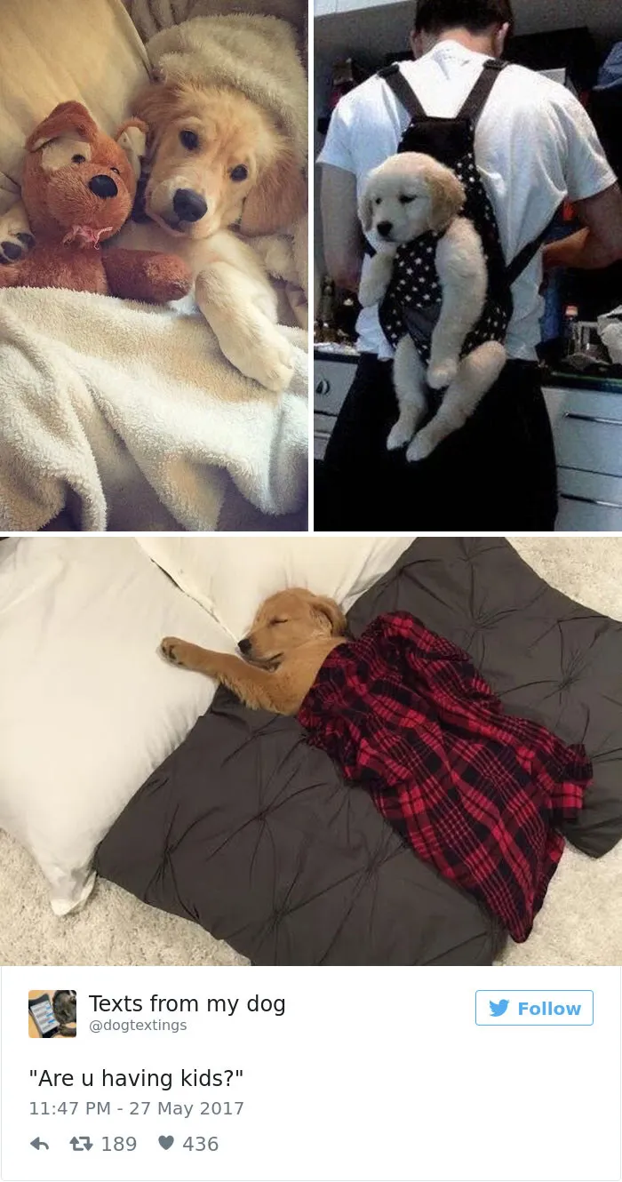 60 Funny Dog Tweets That Are Too Relatable
