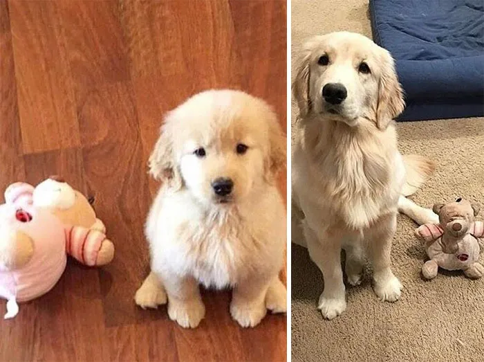 All These Years Later And It's Still Her Favourite Toy