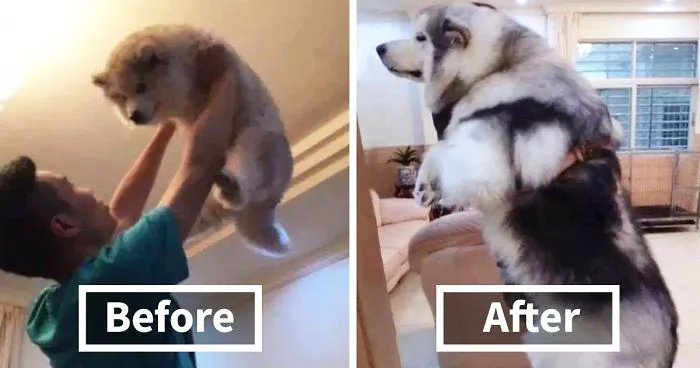 50 Adorable Before & After Pics Of Dogs Growing Up