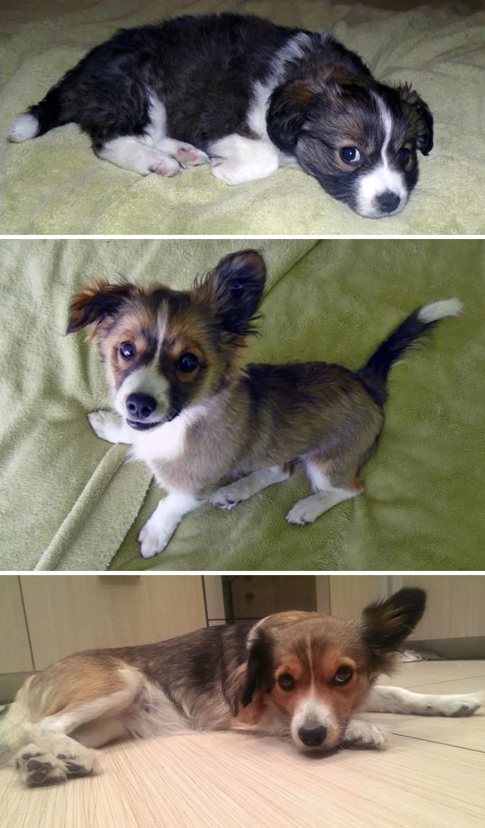 I Named My Dog Spurga (Lithuanian For "Doughnut"), Because She Was A Fluffy Little Ball Of Fur. Then She Grew Up And Turned Into An Athletic-Looking Lady