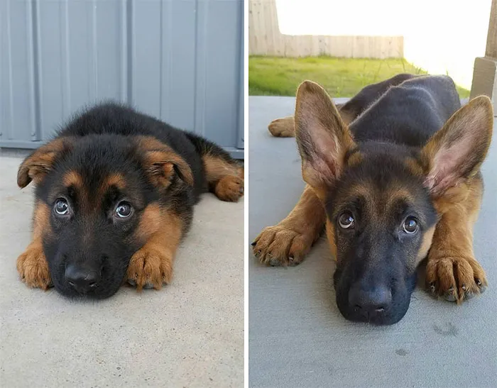 Those Ears Pick Up Satellite Radio