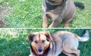 Share Then And Now Pictures Of Your Dog Growing Up