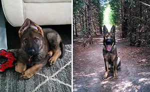 Share Then And Now Pictures Of Your Dog Growing Up