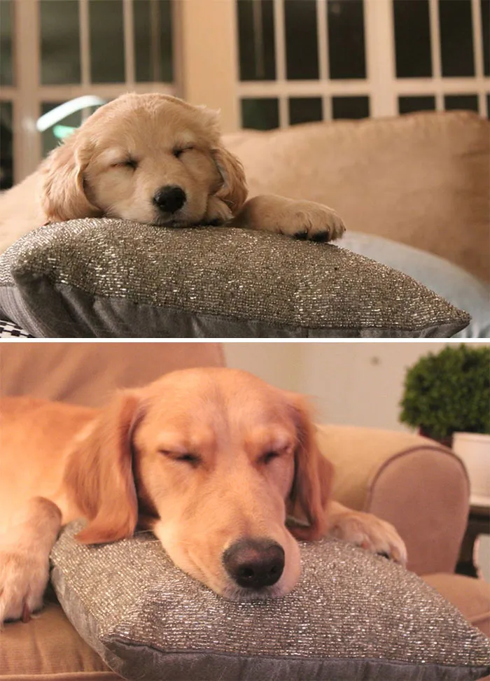 What A Difference A Year Has Made (Sparkly Pillow For Scale)