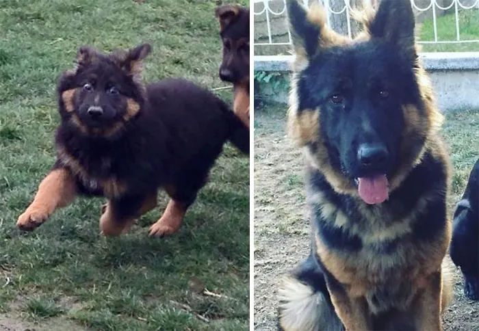 Atlas (5 Months Vs 18 Months)