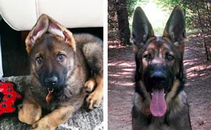 Share Then And Now Pictures Of Your Dog Growing Up
