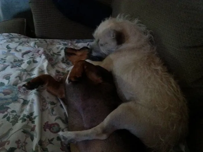 This Is How My Puppers Sleep