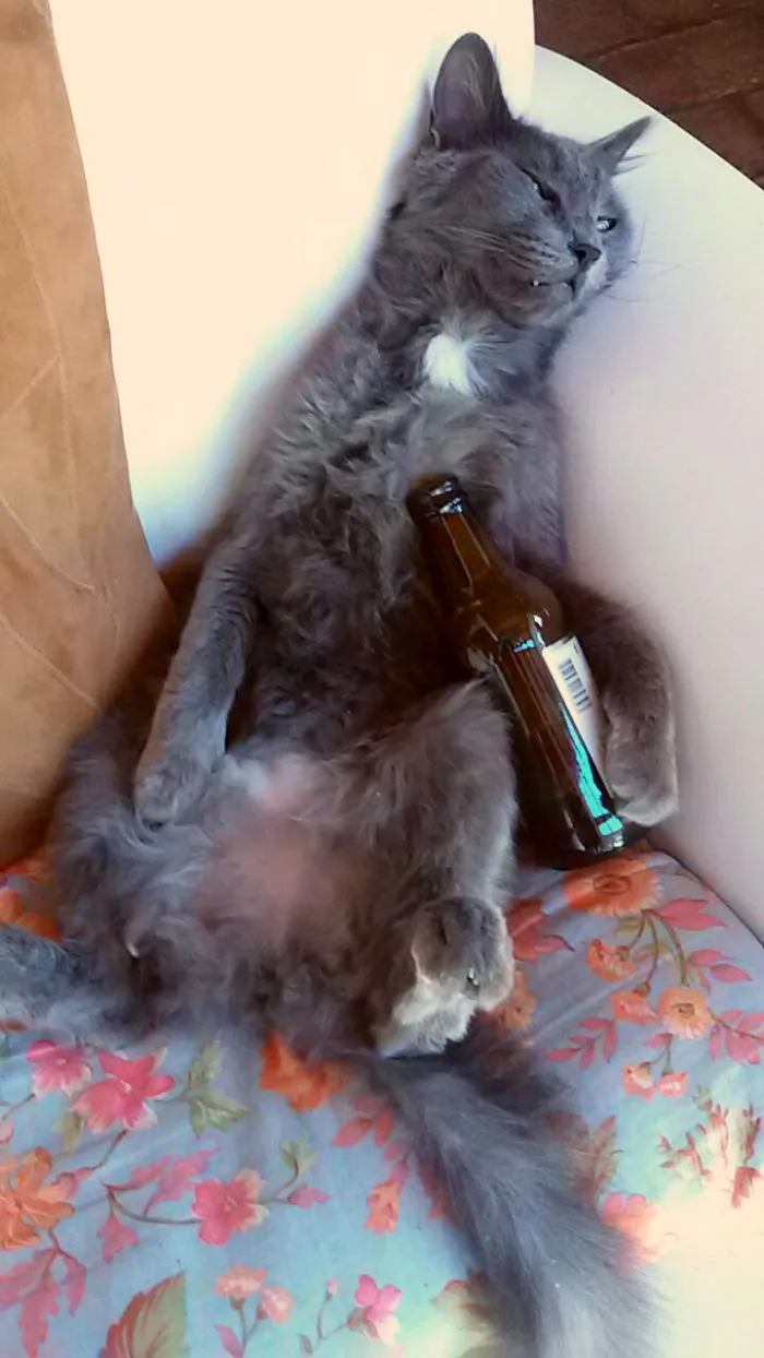 One Extra Beer, My Only Mewstake.