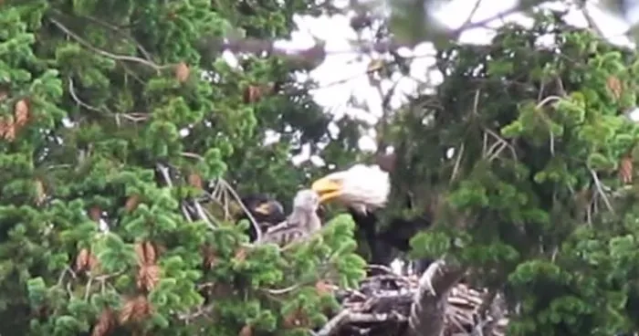 Eagles Bring Baby Hawk Into Their Nest Planning To Eat Him, Decide To Adopt The Bird Instead