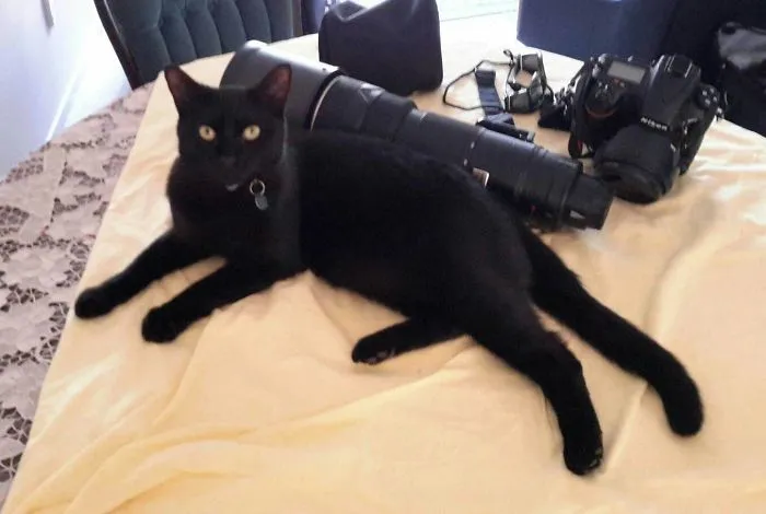 Guard Cat