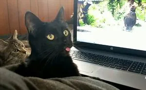 Cats Love Bird Watching