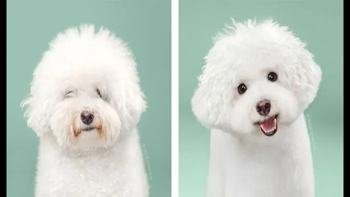 10+ Dog Adorable Before & After - Are They Adorable Dogs After They Grew Up?