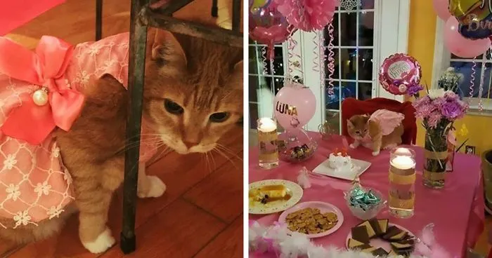 This Family Just Threw A Quinceañera Party For Their 15-Year-Old Cat To Celebrate Her Birthday