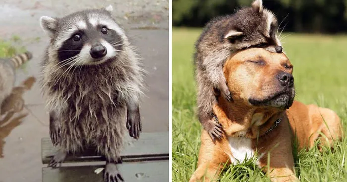 10+ Fotos de mapaches  que demuestran que son unos de los animales más adorables del mundo