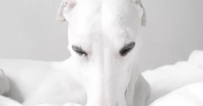 Photographer Takes Pictures Of His Snow White Dog