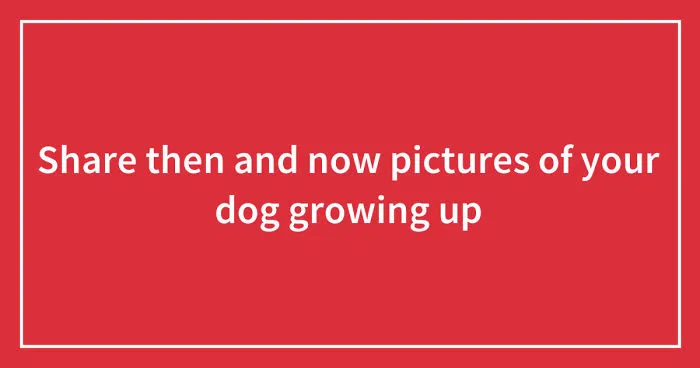 Share Then And Now Pictures Of Your Dog Growing Up