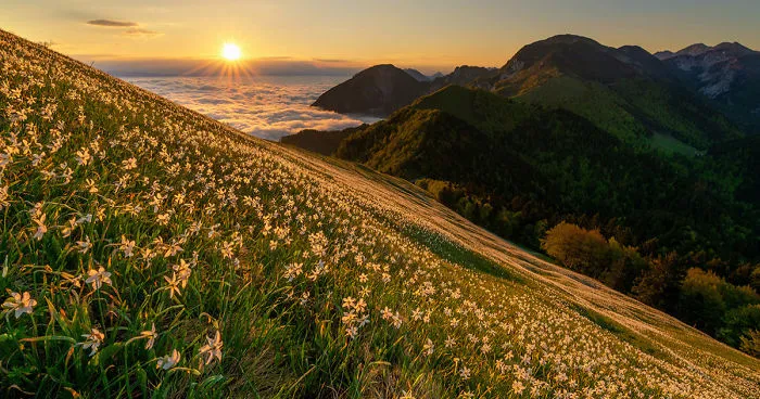 I Photographed Daffodils On The Slopes Of Mt. Golica