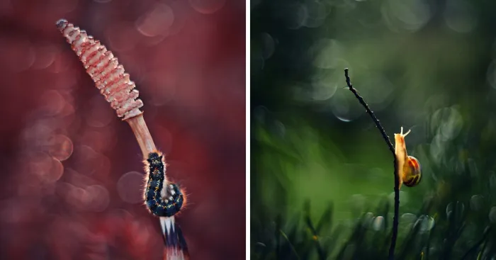 I Capture The Beautiful Polish Nature Through A Macro Lens
