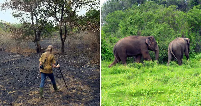 Esta pareja pasó 26 años reforestando un bosque pluvial que compraron en 1991, este es su aspecto hoy
