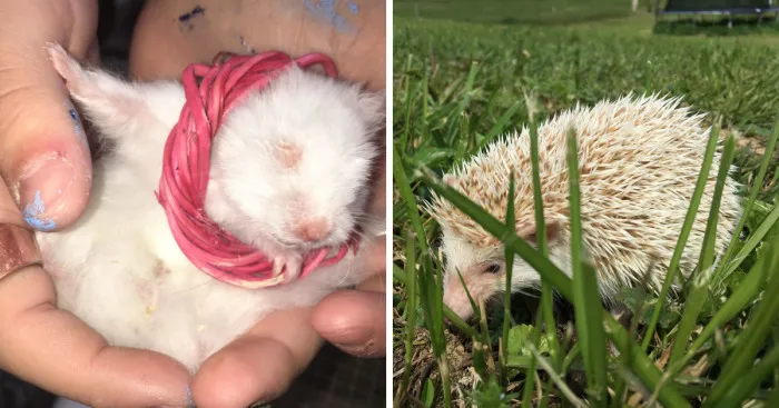 I Run A Small Animal Rescue For Over Sixty Animals
