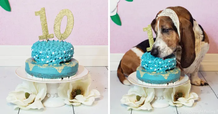 I Gave My Basset Hound A Cake For Her 10th Birthday... And She Smashed It!
