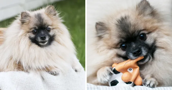 Meet Poly, The Cutest Kleinspitz On Instagram