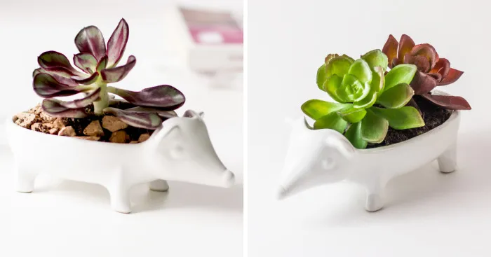 Keep Your Succulents Looking Sharp With This Adorable Hedgehog Planter
